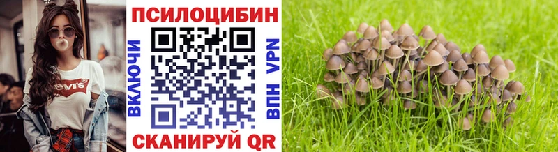 где купить   Заполярный  Псилоцибиновые грибы Psilocybe 
